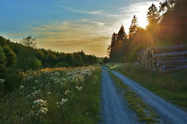 Auf dem Höhenweg bei Neuenbeken - Wolfgang Hansen